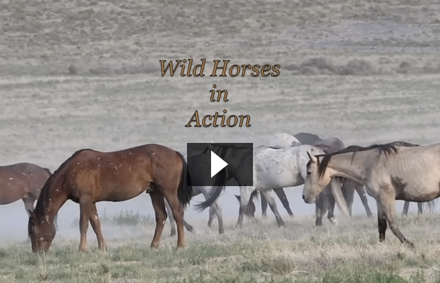 Wild Horses in Action