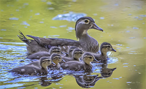 Wood Duck hen with chicks
