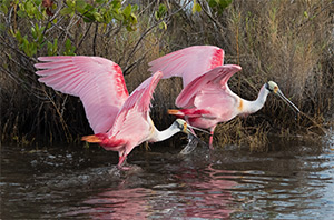 Spoonbill Chase