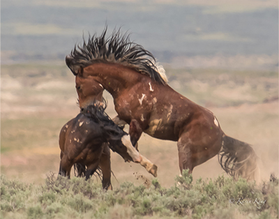 Wild Stallion Fight