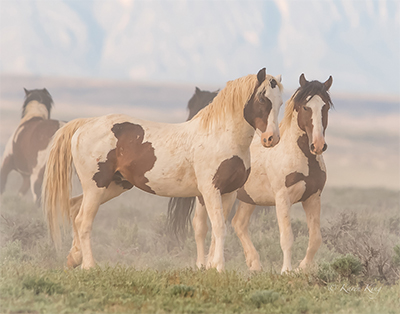 Wild Horse Brothers